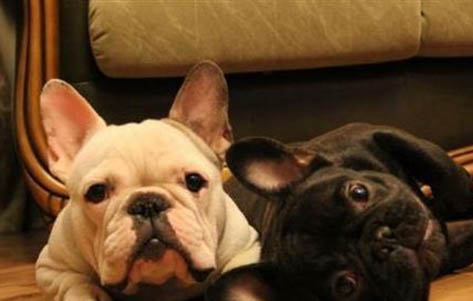 如何判斷幼犬幾個月了