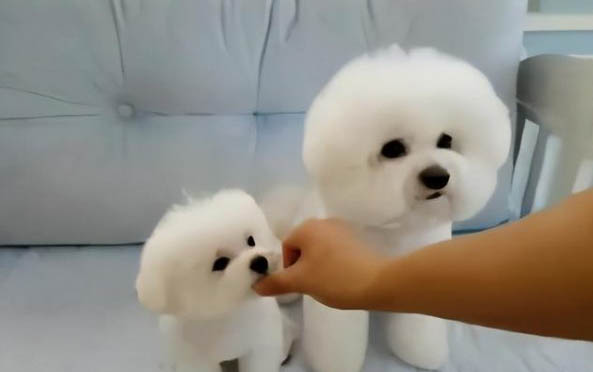 狗狗吃貓屎怎么辦