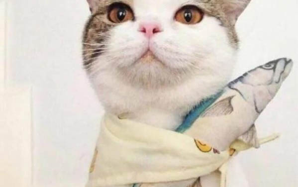 狗狗怎么才算是破羊水?