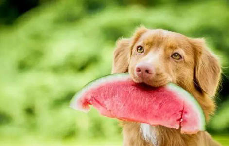 狗狗能吃蠶豆嗎
