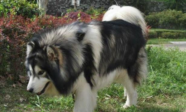 阿拉斯加犬一天吃多少狗糧合適？