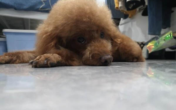泰迪狗狗可以吃南瓜嗎