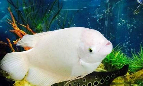 招財魚的水溫
