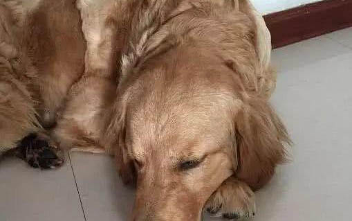 狗狗熱死的癥狀有哪些
