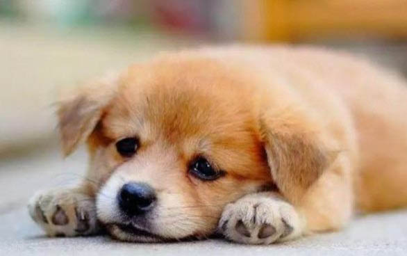 犬瘟狗狗特別能喝水