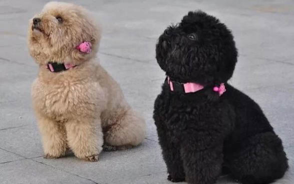 狗體味很重怎么辦