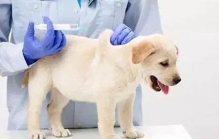 那么幼犬多久取消籠養(yǎng)?