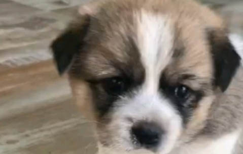 狗狗心肌炎型細小癥狀