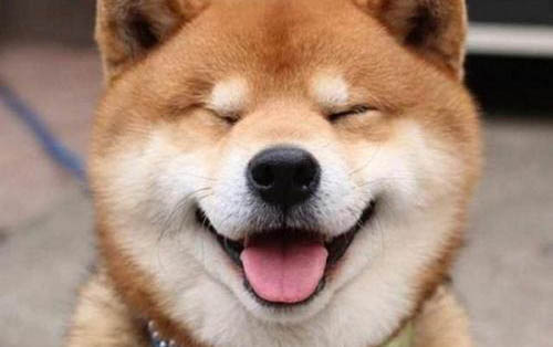 泰迪還能活多久