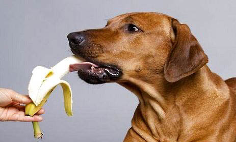 大型犬有哪些
