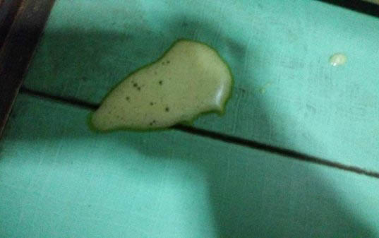 狗狗得了細小會傳染給人嗎