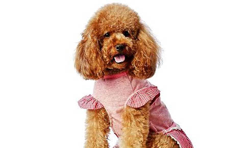 泰迪犬能吃什么水果