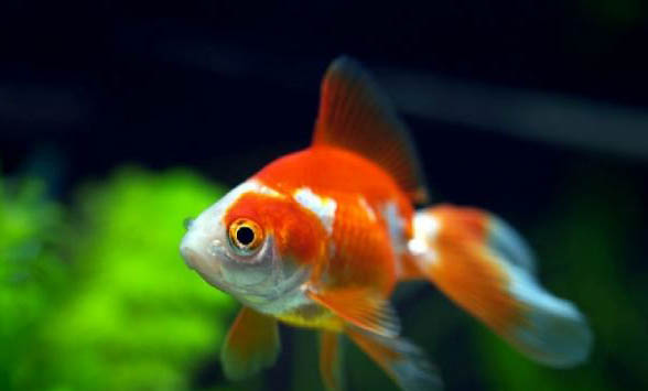 金魚一天喂幾次？