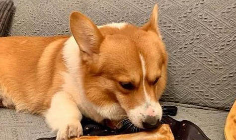 狗狗體外驅蟲以后幾天可以洗澡