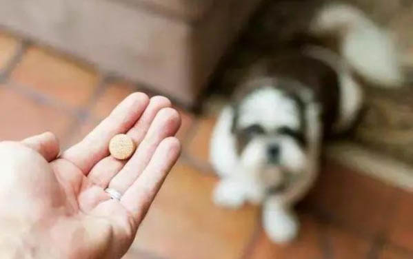 狗狗為什么總舔生殖器啊