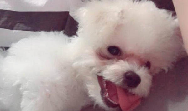 兩只狗狗總是打架怎么辦