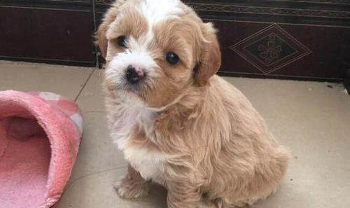 泰迪幼犬有點拉稀怎么辦