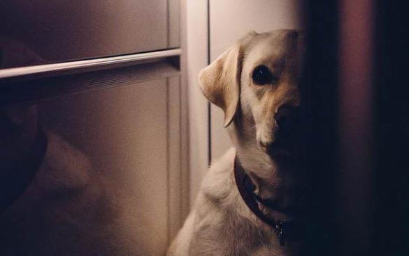 狗狗狗腿突然瘸了怎么辦