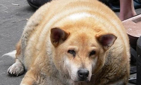 狗狗突然拉肚子怎么回事