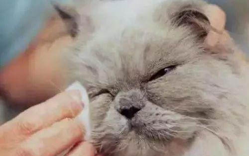 兩個月的小貓身上臭能洗澡嗎