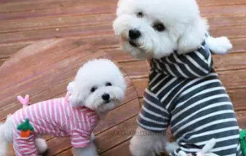 泰迪犬除了吃狗糧還能吃什么