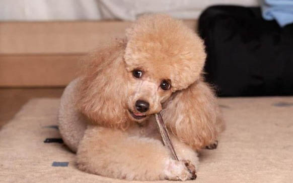 一個月泰迪聰不聰明怎么看