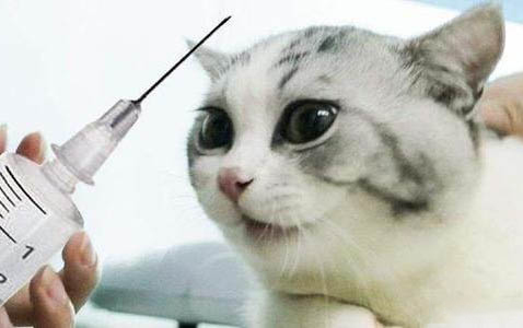 貓瘟會傳染給人嗎