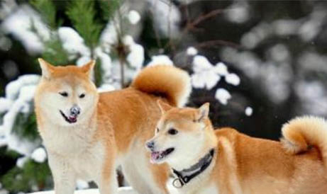 三門(mén)峽哪里有賣(mài)柴犬