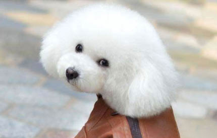 棉花面紗犬哪里有賣
