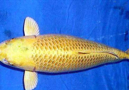 冬天錦鯉魚怎么養
