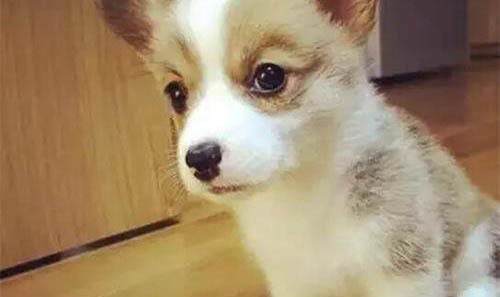 小狗拉果凍狀大便？