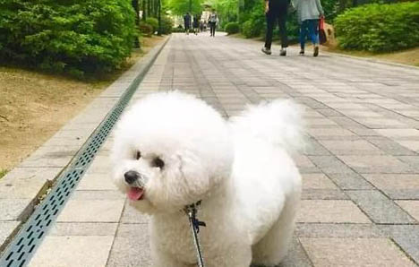 怎樣養好比熊犬