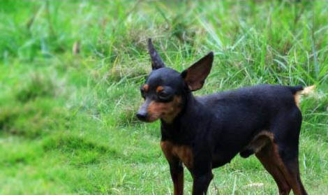 小鹿犬價格多少錢一只
