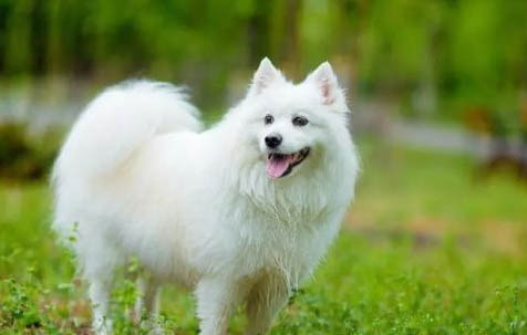銀狐犬的智商