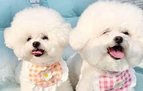 狗狗胰腺炎的治療方法