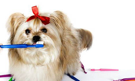 腸炎型犬瘟要治療多久