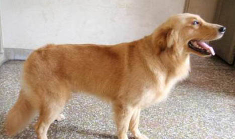 金毛得犬瘟多久算治好