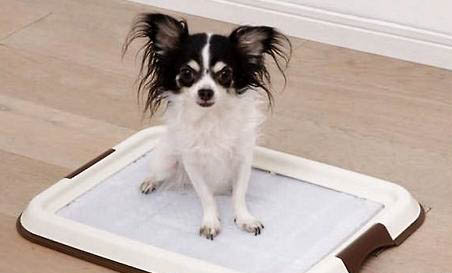 加納利犬幾個月開始兇