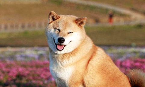 柴犬和哈士奇哪個好養