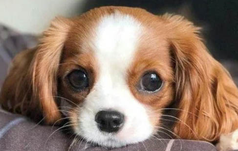 寵物犬智商排名