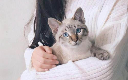 如何抱貓啊