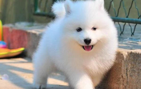 薩摩耶犬智商相當(dāng)于幾歲