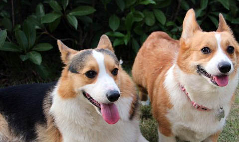 哪里有家養純種三色柯基犬出售