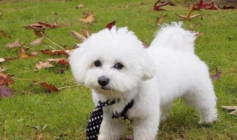 卷毛比熊犬訓(xùn)練技巧