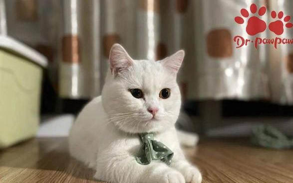 小貓感冒流鼻涕怎么辦？