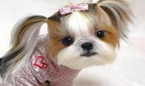 西施犬冠狀病毒需要禁食嗎