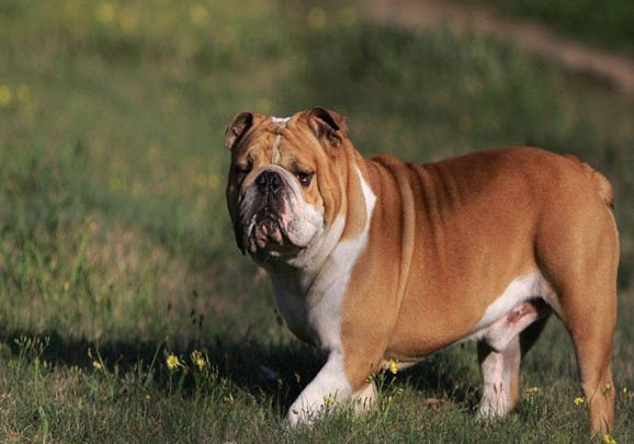 為什么英國斗牛犬被禁養