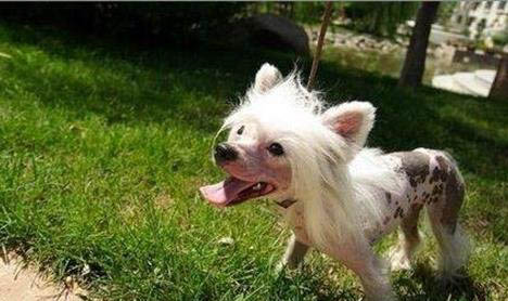 冠毛犬狗狗為什么沒人養(yǎng)？