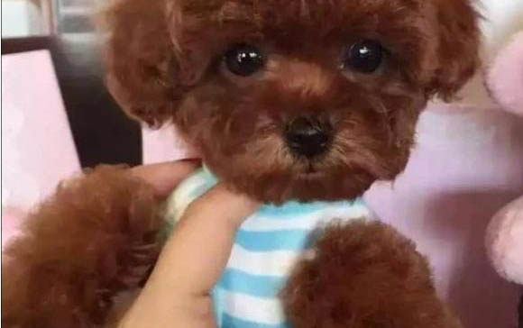 泰迪幼犬狗糧哪個牌子好