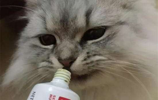 貓為什么總是拉稀